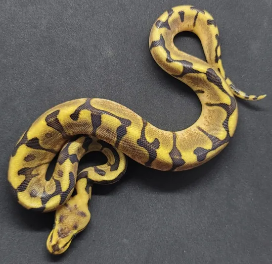 2020 Female Chocolate Enchi Spider Ball Python by CK Industries