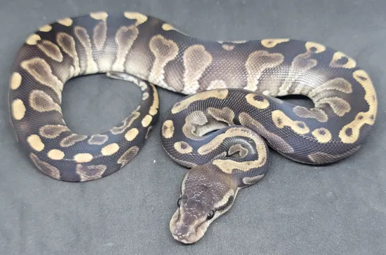 GHI Cinnamon Ball Python by CK Industries