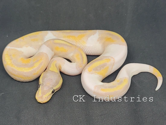 banana pied ball python by patchwork pythons -... Banana Pied Ball Python by CK Industries