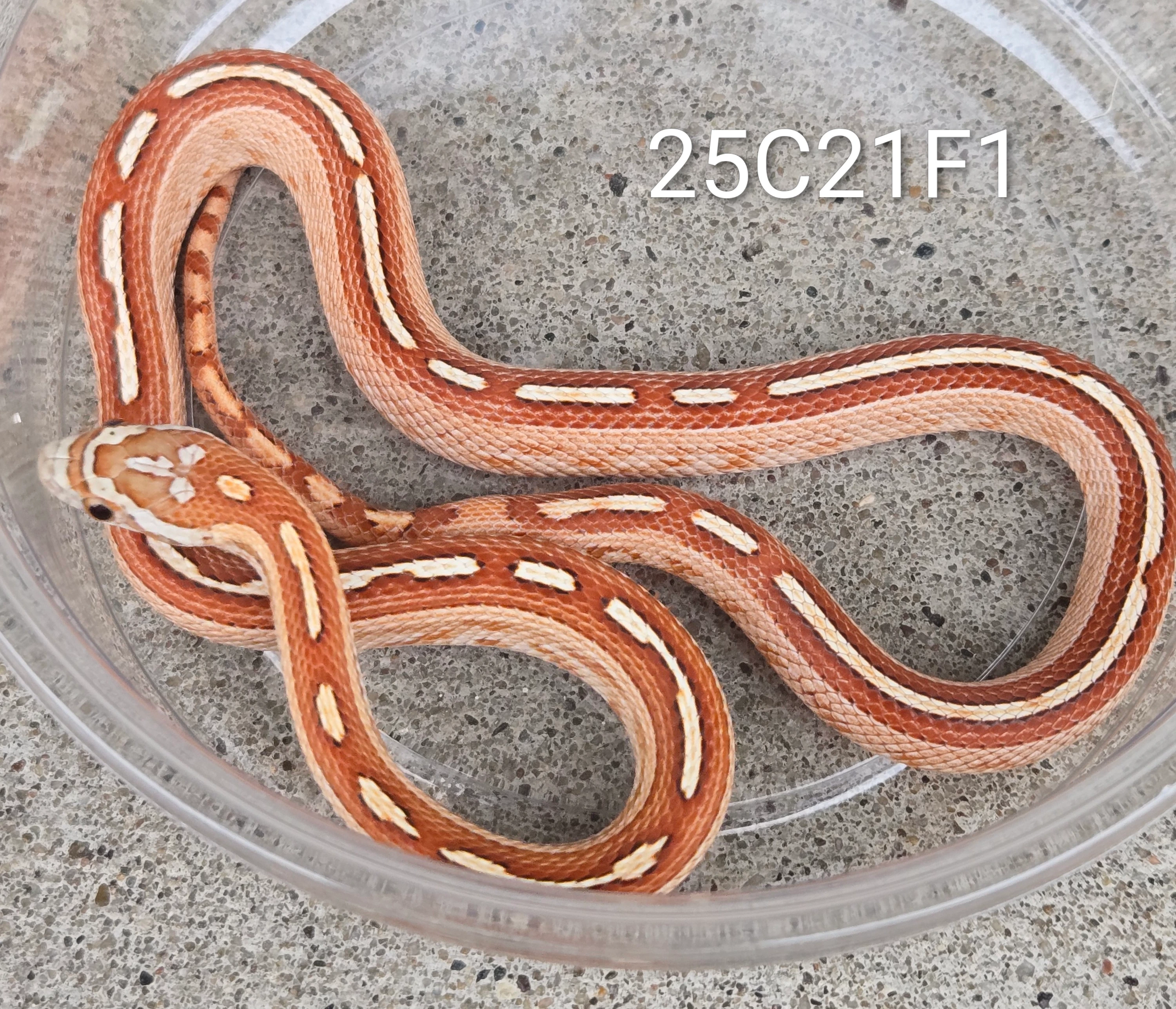 Weirdo Motley Corn Snakes by Chris Nicholas Reptiles - MorphMarket
