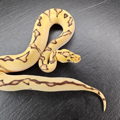 Super Orange Dream Super Pastel Fire Enchi Clown Ball Python - female for sale from Chris Nrw Balls