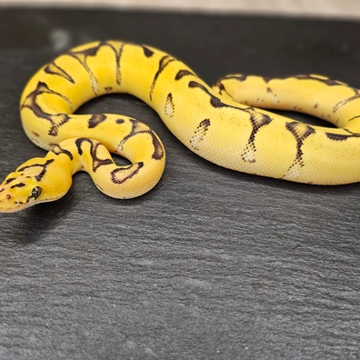 Super Orange Dream Fire Enchi Clown Ball Python - female for sale from Chris Nrw Balls
