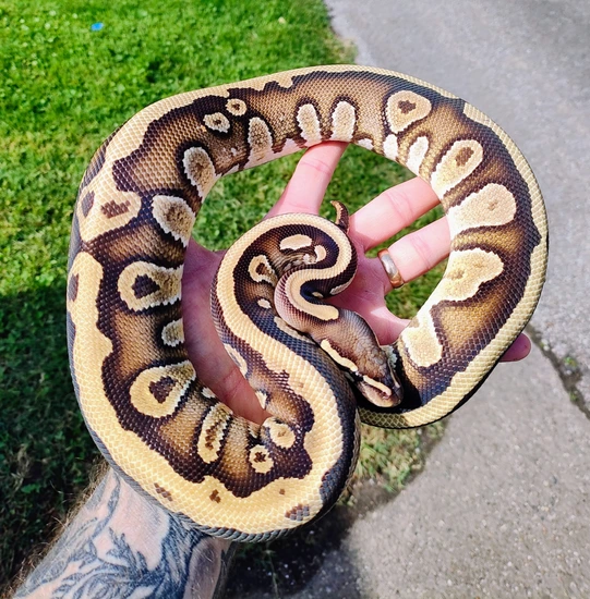 Mystic Vanilla Arroyo RTB Ball Python by Morph Weavers