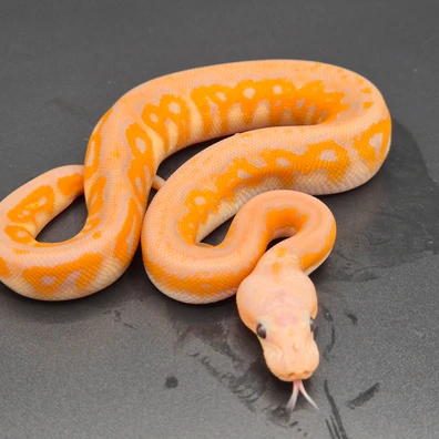 Banana Black Pastel Clown Femalemaker Ball Python - male for sale from South German Reptiles