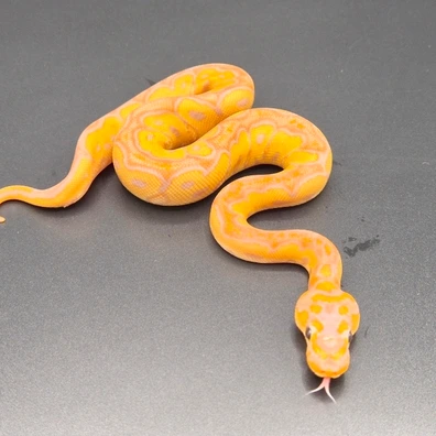 Banana Clown Femalemaker Ball Python - male for sale from South German Reptiles