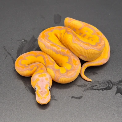 Banana Clown Ball Python - female for sale from South German Reptiles