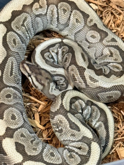 Sapphire HGW Ball Python by Smokin' Serpents