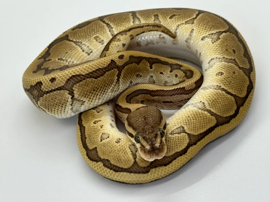 Acid Lesser Pinstripe Hypo Ball Python by Bay Area Ballers