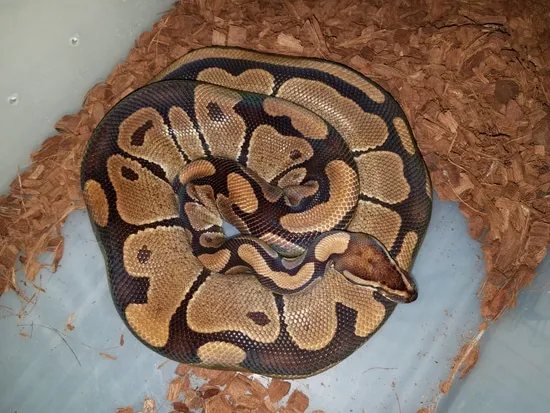 Adult Female Normal Ball Python by Chung Reptiles