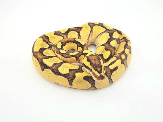 Lemonback Ball Python Morph Enchi Lemonback Het Clown Ball Python by Chung Reptiles