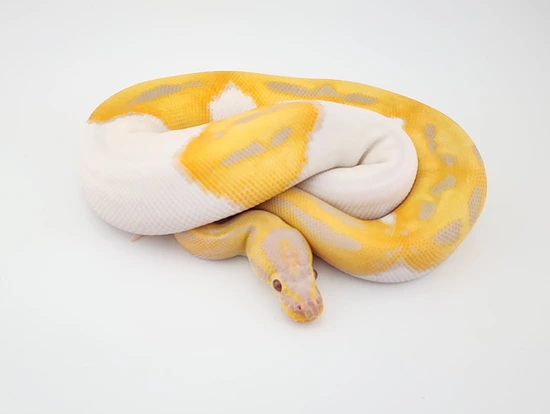Ball Python Cyprus Candy Candy Pied Ball Python by Chung Reptiles