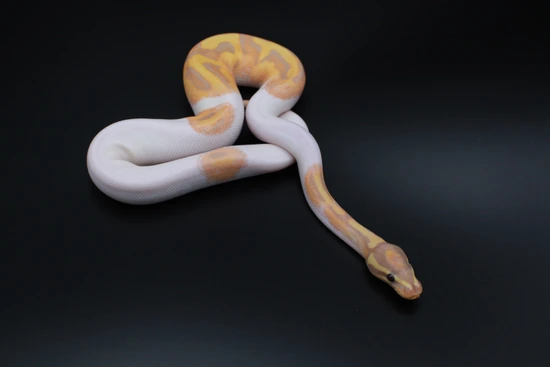 Female Maker Banana (Dinker) Pied Het Clown Ball Python by RevExotix LLC