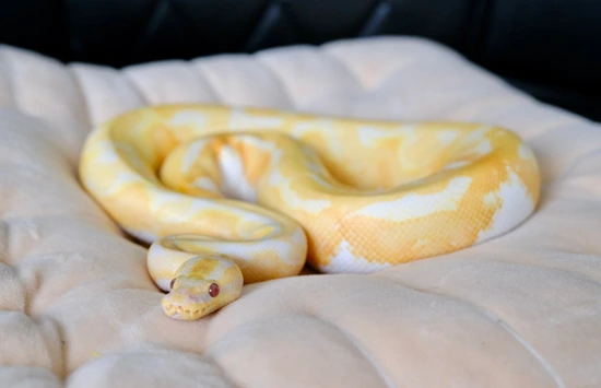 600g Ball Python 600g 2024 Dreamsicle Female Ball Python by Keki Reptiles