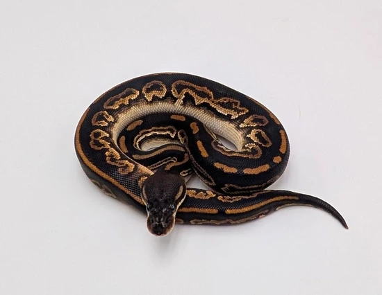 Goblin Ball Python Morph Barnhart Black Pastel Black Head Goblin (YB) Het Clown Possible Het ...