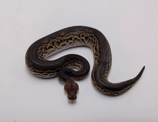Super Black Head Clown 66% VPI Axanthic Ball Python by City Balls LLC
