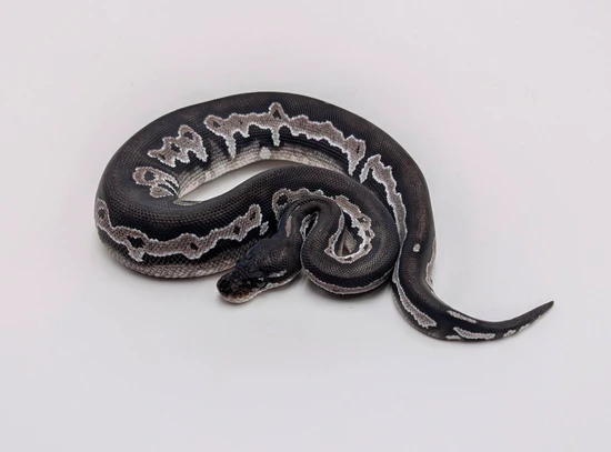 Super Black Head Rng (Yellowbelly) VPI Axanthic Ball Python by City ...