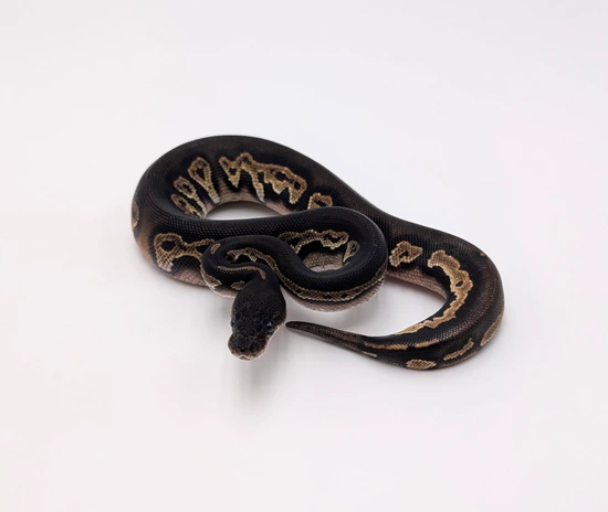Super Black Head 100% VPI Axanthic Ball Python by City Balls LLC