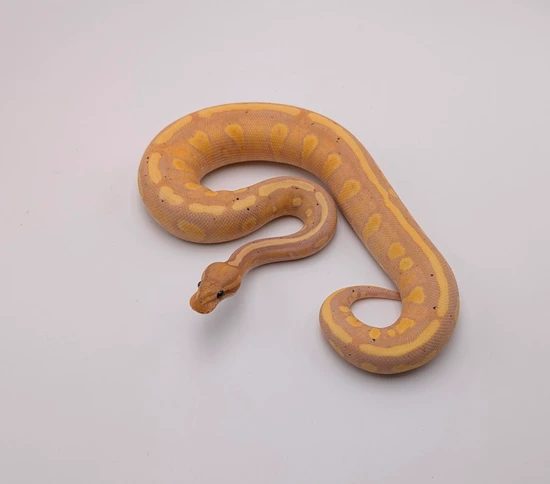 Banana Black Head Stranger (Yellowbelly) 100% Clown Ball Python by City ...