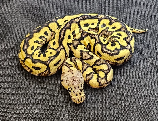 Pastel Mocha Ball Python Pastel Mocha Clown Pos Fire Pos SN Ball Python by CJs Exotics