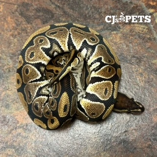Hydra 100% Het Clown Ball Python by CJs Pets