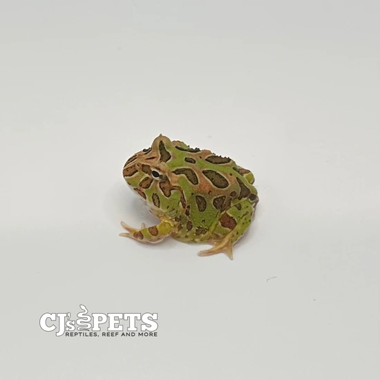 Green Pac Man Frog Pacman Frogs by CJs Pets - MorphMarket
