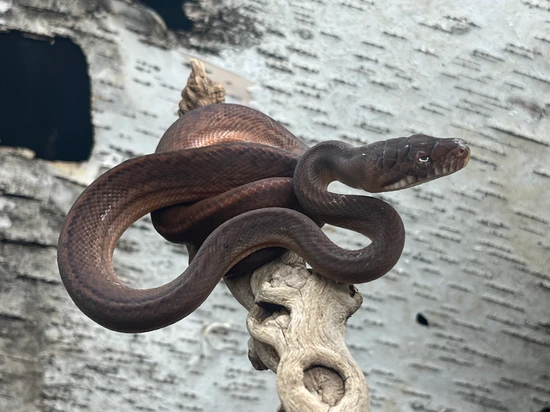 Merauke Amethystine Python Scrub Python by Predators Reptile Center