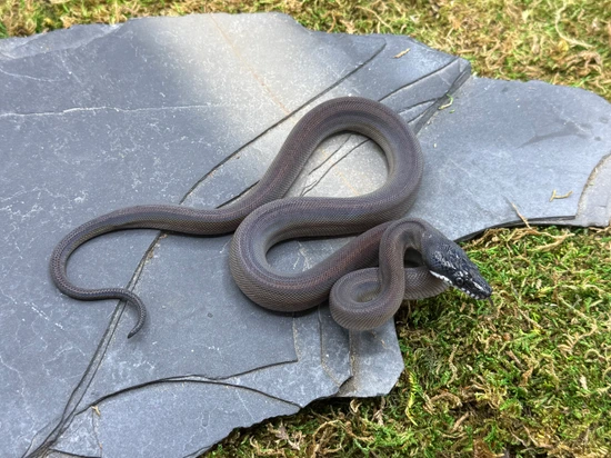USCBB Southern White-Lipped Python by Predators Reptile Center