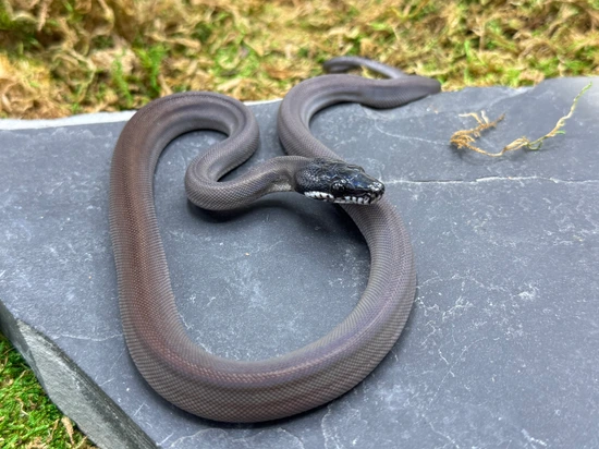 USCBB Southern White-Lipped Python by Predators Reptile Center