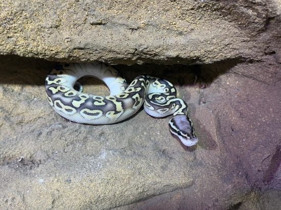 Pastel Lesser Pos Het Clown Ball Python by Predators Reptile Center