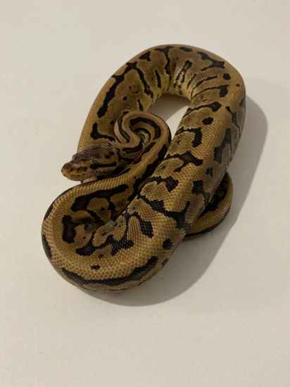 Acid Pinstripe Yellow Belly Het Clown Ball Python by Psychedelic Serpents