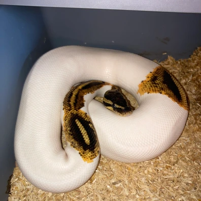 Yb (Pumpkin) Pied DH DG Clown Breeder From DP Animals Ball Python - male for sale from Clabots_Ball_Pythons
