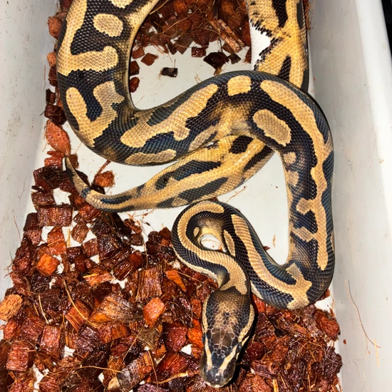 1.2 (RTB) Desert Ghost Pied Project Ball Python by Mor-phor-us, llc
