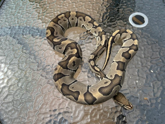 Frost Ghost Het Clown Ball Python by Classic Royal Morphs
