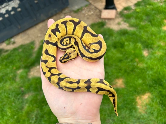 Super Enchi Acid Pastel Ball Python by Classic Royal Morphs