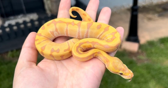Enchi Pastel Hypo Het Rainbow Ball Python by Classic Royal Morphs