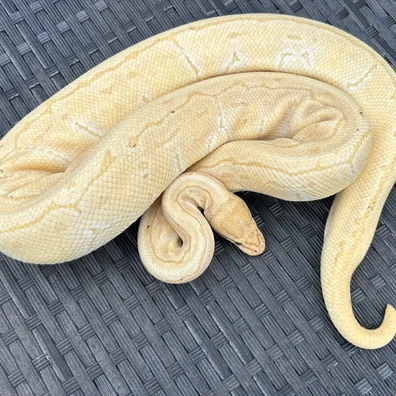 Banana Pin Blade Het Clown Ball Python - female for sale from Classic Royal Morphs