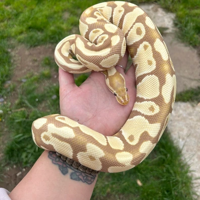 Candy Het Clown Ball Python - female for sale from Classic Royal Morphs