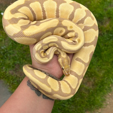 Candy Het Pied Ball Python - female for sale from Classic Royal Morphs
