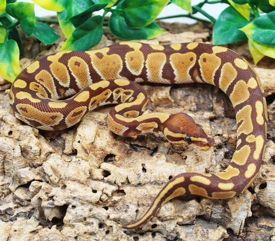 Monarch Ball Python by TC Reptiles
