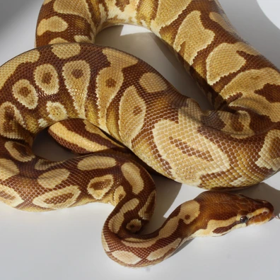 Breeder Adult/subadult Monarch Specter Yellow Belly Pair Ball Python - male for sale from TC Reptiles