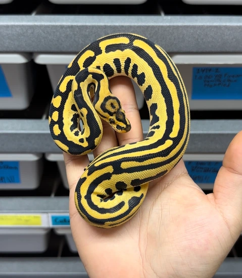 Super Leo SN HRA DG Cryptic Ball Python by Sculpted Exotics LLC