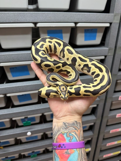 Super Leo HRA DG Cryptic Ball Python by Sculpted Exotics LLC