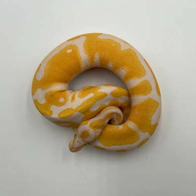 35,000+ Snakes For Sale | MorphMarket