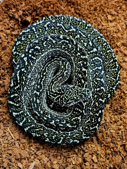 Zebra Diamond Python Diamond Zebra Jungle Other Carpet Python by Andersen's Exotics