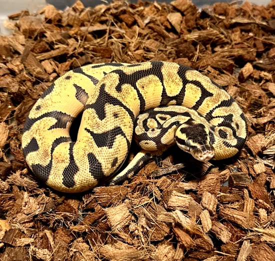 Pastel Enchi Het Desert Ghost 50% Het Hypo Ball Python by Dark Heart ...