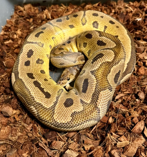 Clown Ball Python by Dark Heart Reptiles