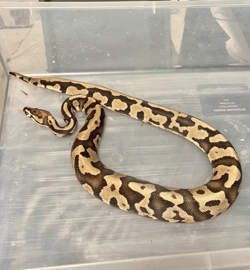 Fire Confusion 100% Het Clown Ball Python by Dark Heart Reptiles