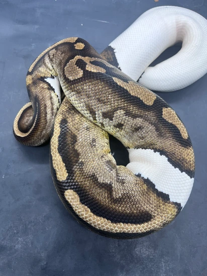 Pb Pied Ball Python by Clown Scientist