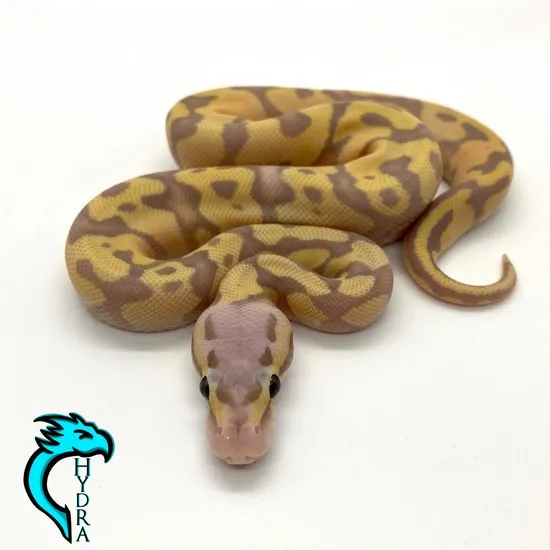Banana Pastel Lucifer 100% Het Clown (Female Maker) Ball Python by ...