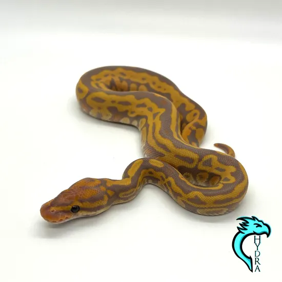 Banana Leopard Het Clown 50% Het Pied Ball Python by Hydra Constrictors